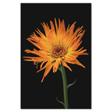 313267673-30" Acrilico Opera d'arte floreale