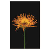 333630994-40" Acrylic Artwork Floral