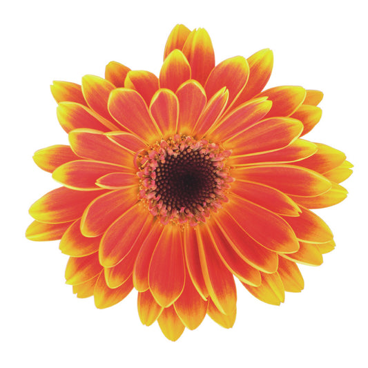 47199040-40 Opera d'arte acrilica